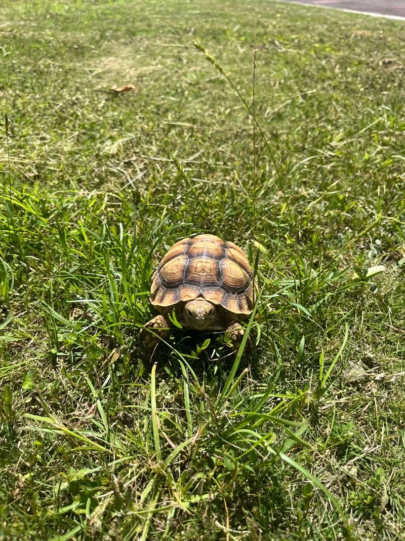 Thú cưng xinh xắn rùa sulcata thú cưng đáng yêu