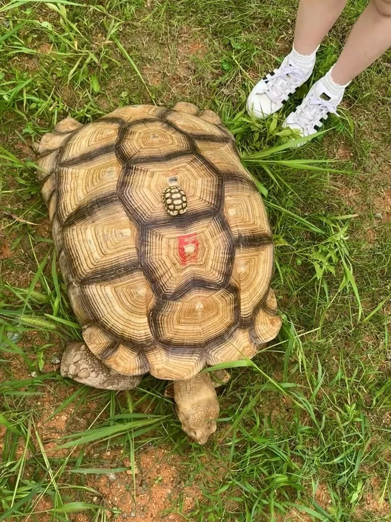 Chăm sóc rùa sulcata trưởng thành khỏe mạnh và lâu sống