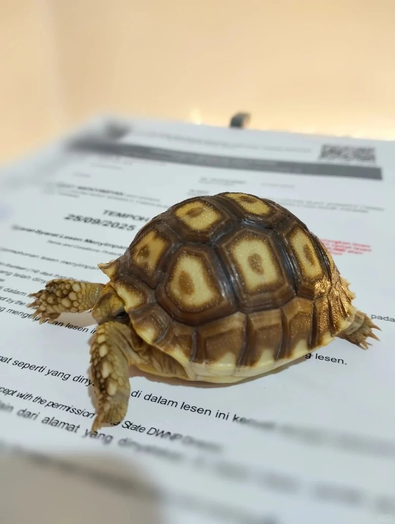 Thú vui với rùa sulcata sống cạn dễ nuôi và sinh động