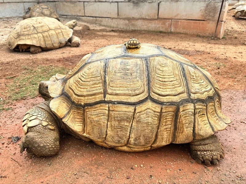 Ngắm rùa sulcata khổng lồ ấn tượng và độc đáo