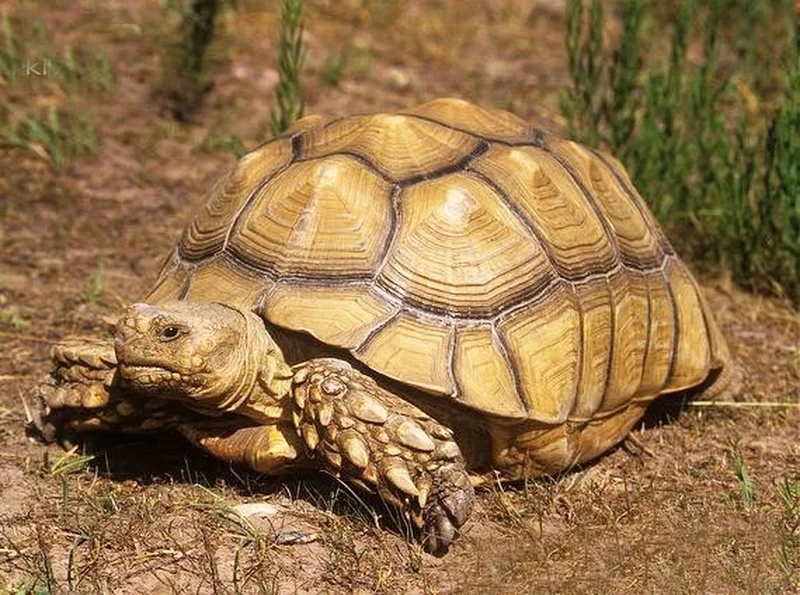 Top rùa sulcata phổ biến được yêu thích tại Việt Nam