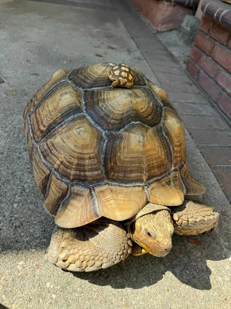 Khám phá rùa sulcata ăn cỏ chuẩn dinh dưỡng