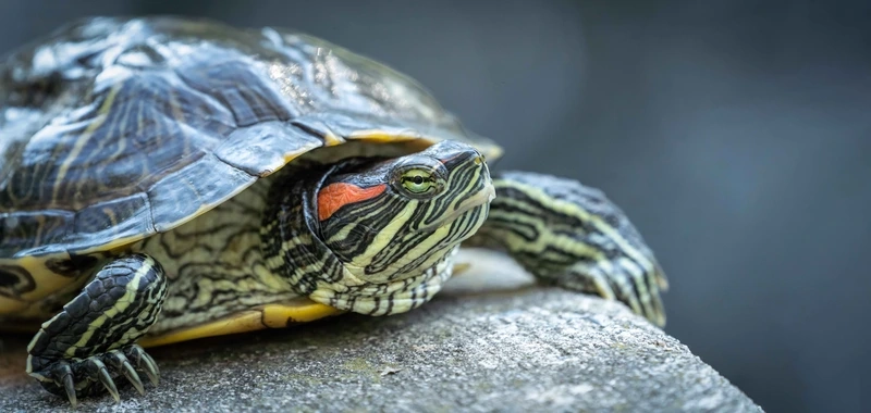 Chăm sóc rùa tai đỏ trưởng thành khỏe mạnh và lâu sống