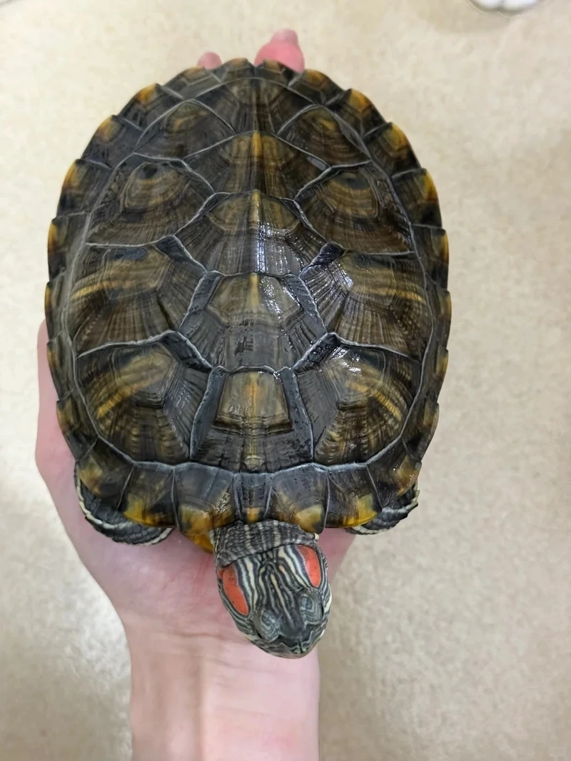 Chăm sóc rùa tai đỏ khỏe mạnh dễ dàng và tiện lợi