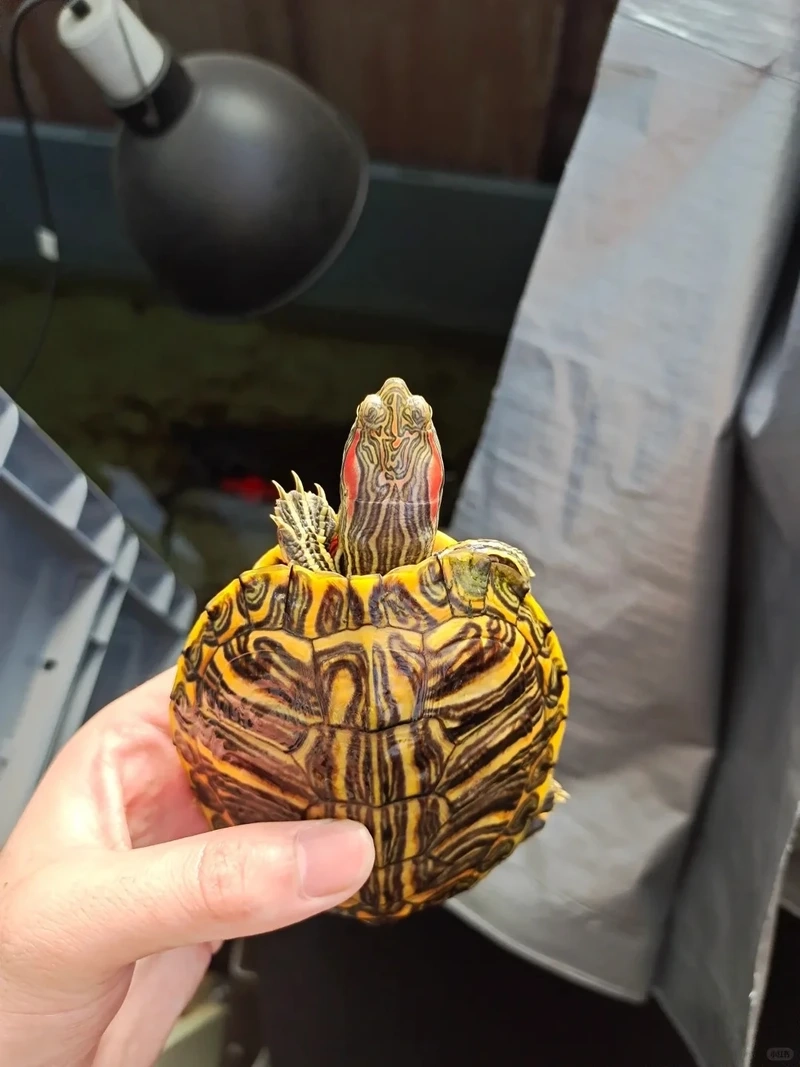 Khám phá rùa tai đỏ sống dưới nước sinh động