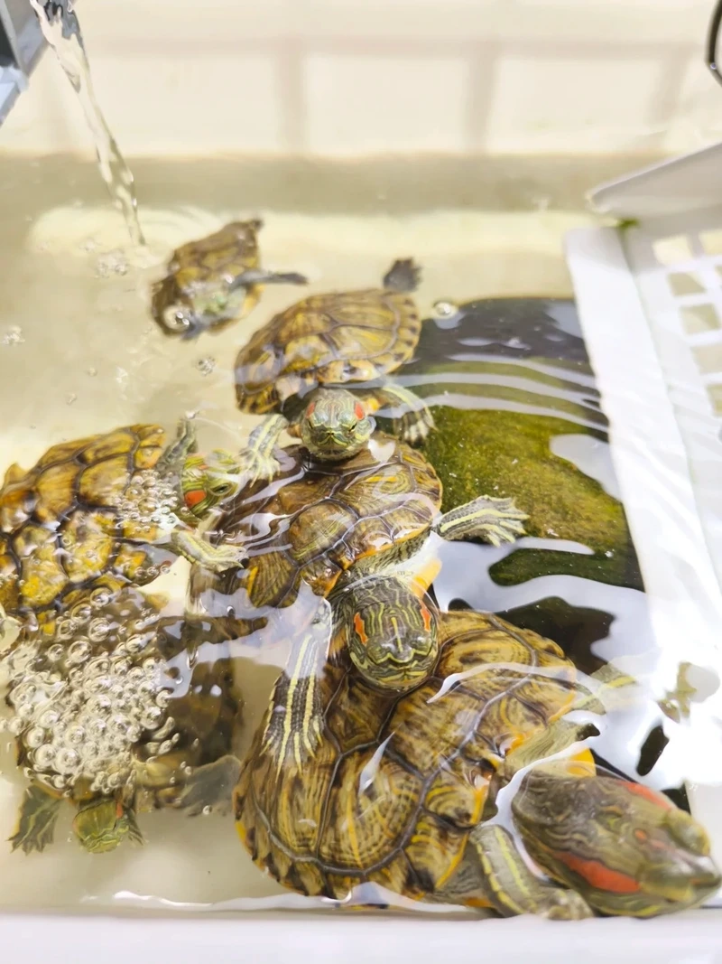 Hình ảnh thực tế của rùa tai đỏ hình ảnh thực tế sinh động