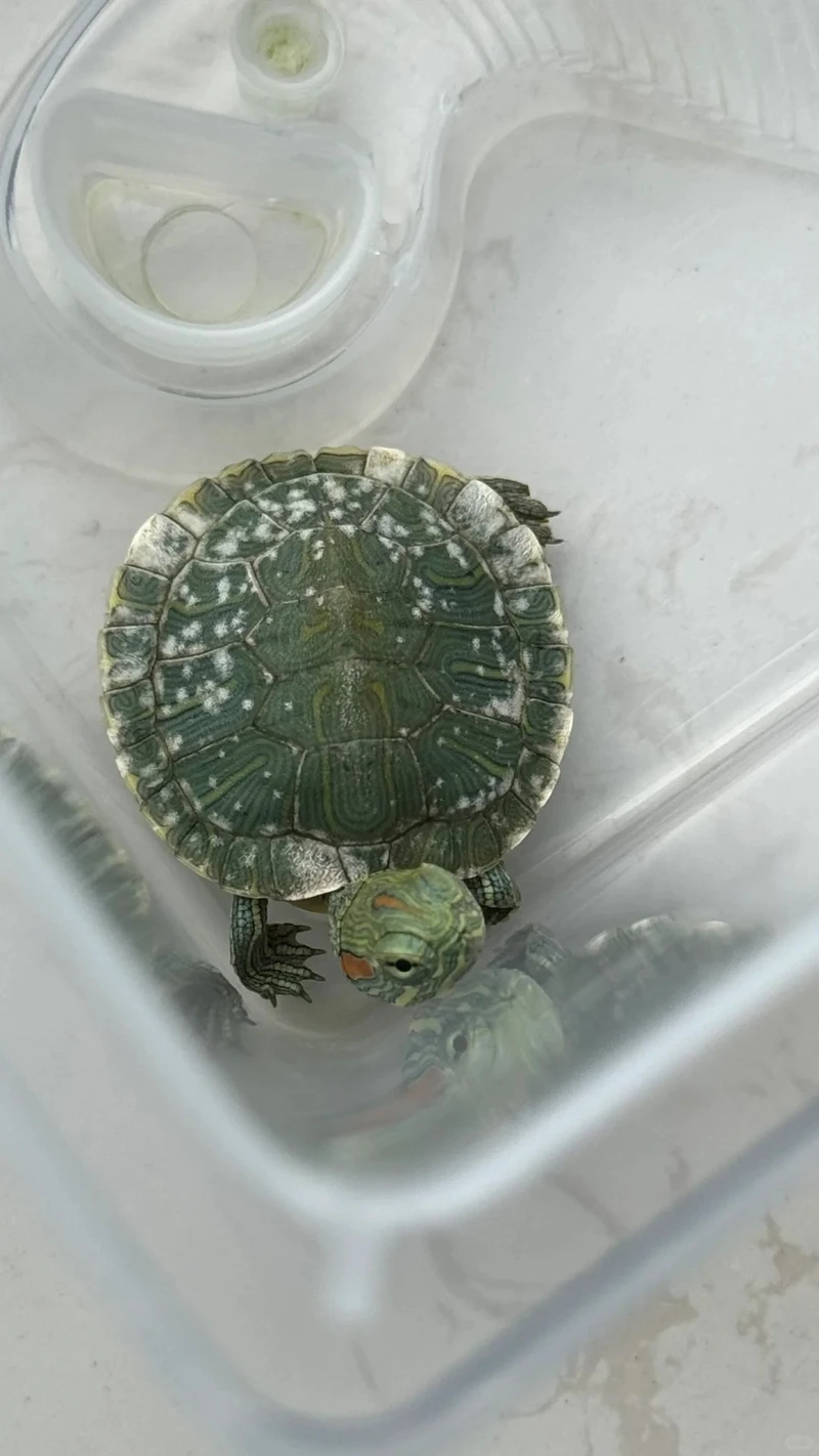 Chiêm ngưỡng rùa tai đỏ màu sắc đặc trưng rực rỡ