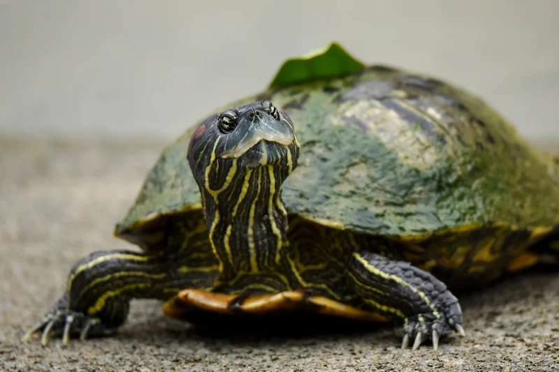 Khám phá rùa tai đỏ động vật bò sát đa dạng màu sắc