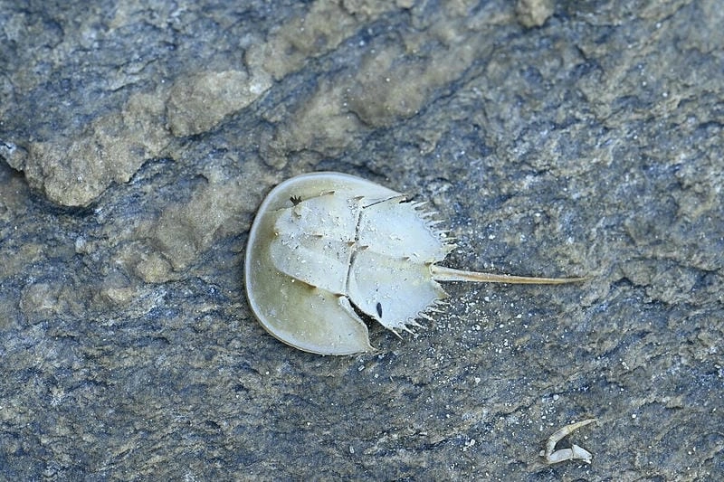 Sam biển gắn liền hệ sinh thái ven bờ