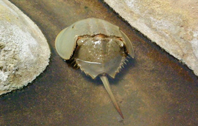 Sam ba đuôi gai sống ở đâu trong tự nhiên