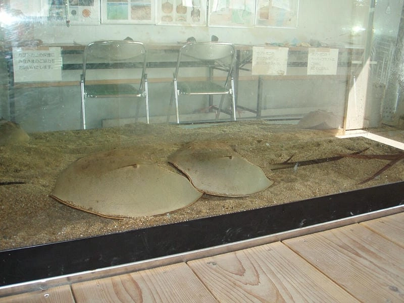 Đặc điểm sam ba đuôi gai thể hiện cấu trúc cổ