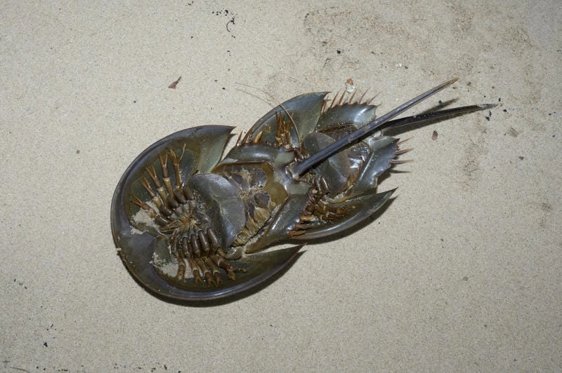 Môi trường sống của sam thường là đáy cát