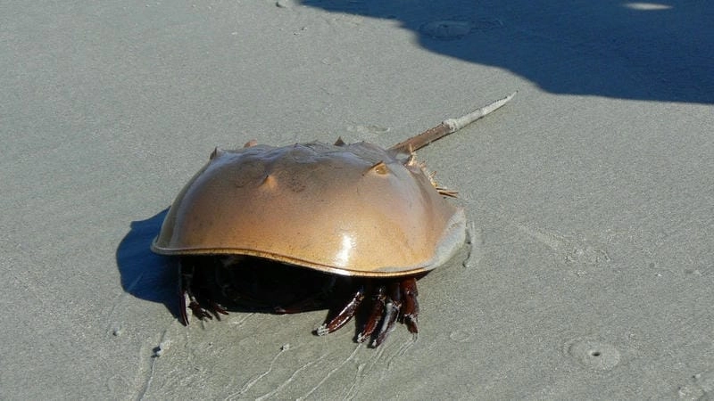 Hình ảnh sam ba đuôi gai thể hiện dáng cổ xưa