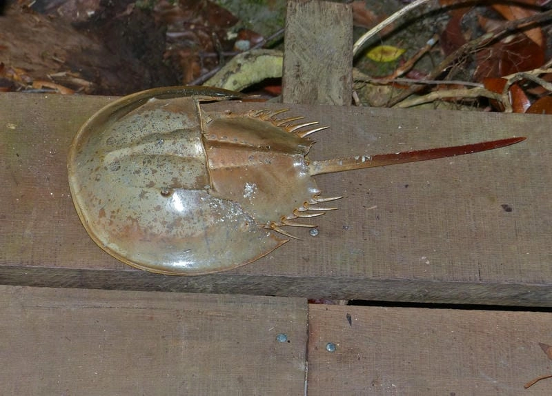 Cấu tạo con sam độc đáo qua hàng triệu năm