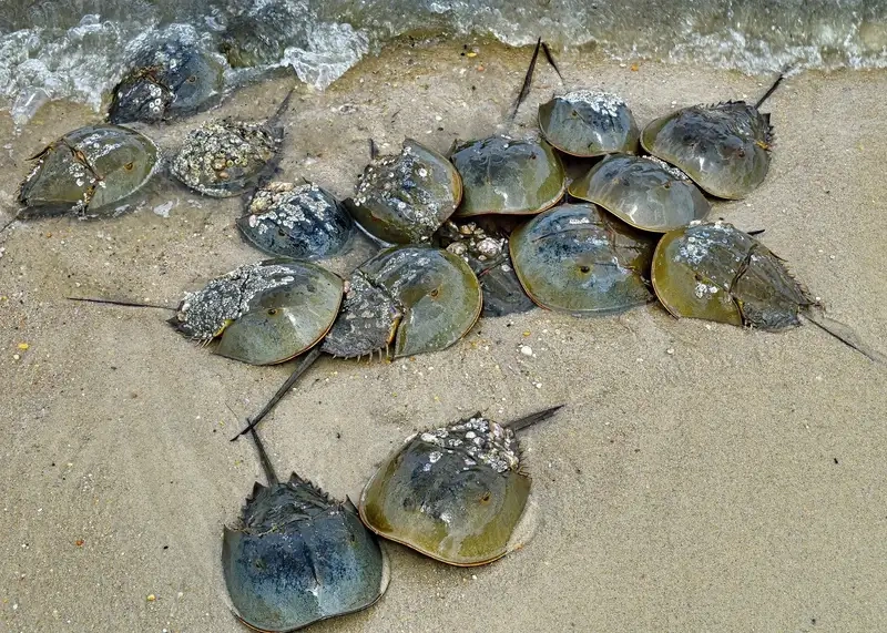 Sam biển tiếng anh là horseshoe crab