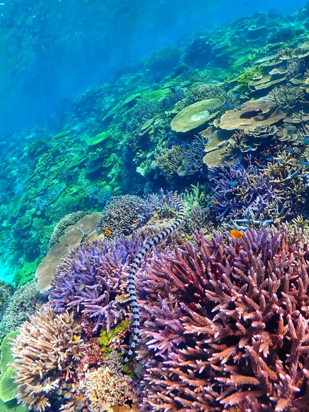 Ý nghĩa của san hô trong việc bảo vệ đường bờ biển