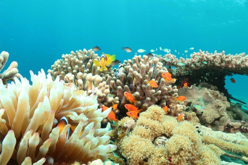 Hoạt động bảo tồn rặng san hô của các nhà khoa học