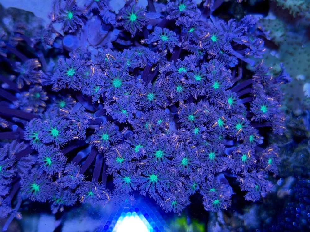 San hô và cá biển tạo nên hệ sinh thái đa dạng