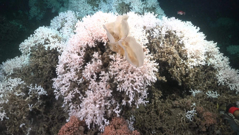 Rạn san hô màu trắng to khổng lồ