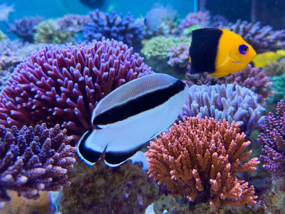 Ảnh chụp san hô macro hiển thị từng chi tiết nhỏ nhất