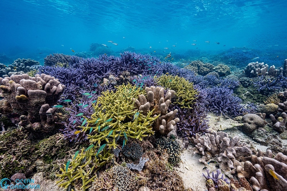 Sự khác biệt giữa san hô cứng và san hô mềm dưới biển