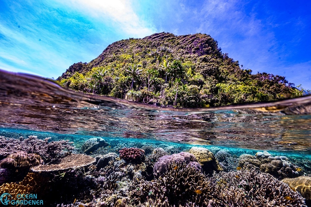 Các loại san hô phổ biến sống tại vùng biển nhiệt đới