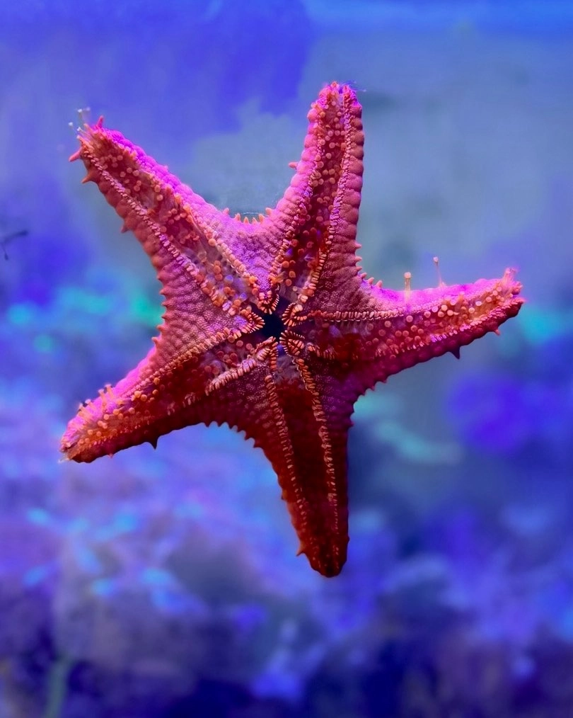 Sao biển dưới đại dương khoe sắc màu tự nhiênNhân vật sao biển hoạt hình đáng yêu cho trẻ em