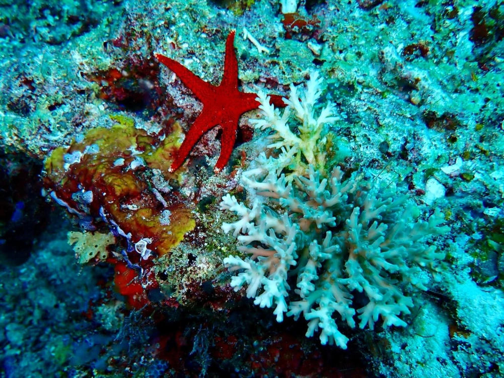 Nhân vật sao biển hoạt hình đáng yêu cho trẻ em