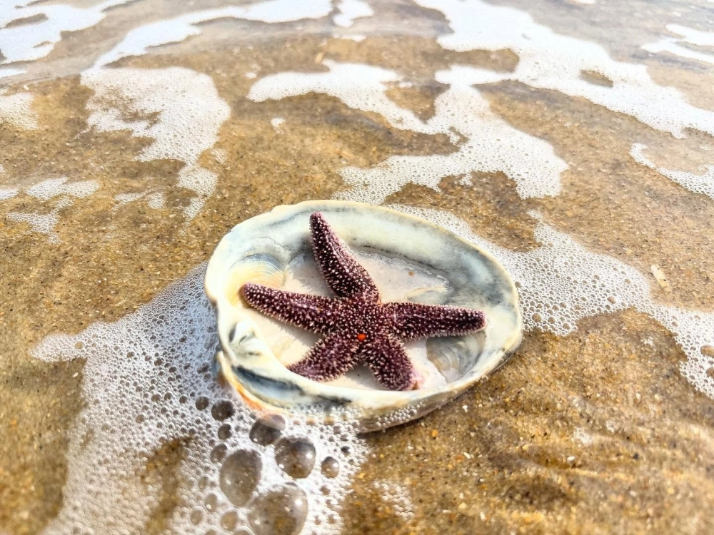 Sự kết hợp tuyệt mỹ giữa sao biển và san hô đa sắc