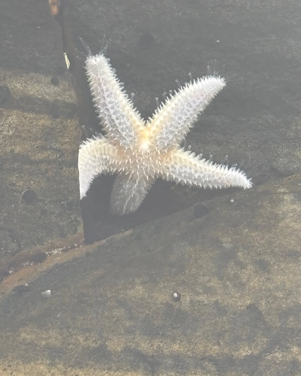 Hình ảnh sao biển macro soi rõ từng chi tiết nhỏ