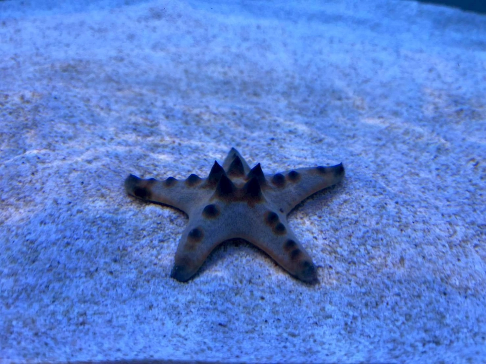 Hình ảnh sao biển năm cánh truyền thống trên nền biển xanh