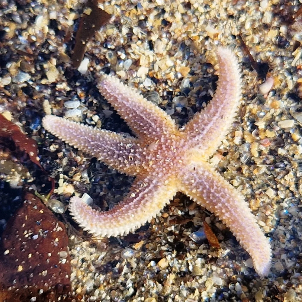 Sao biển khô trang trí không gian nội thất phong cách biển