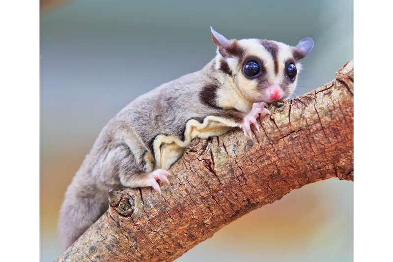 Khám phá dòng sóc bay úc 