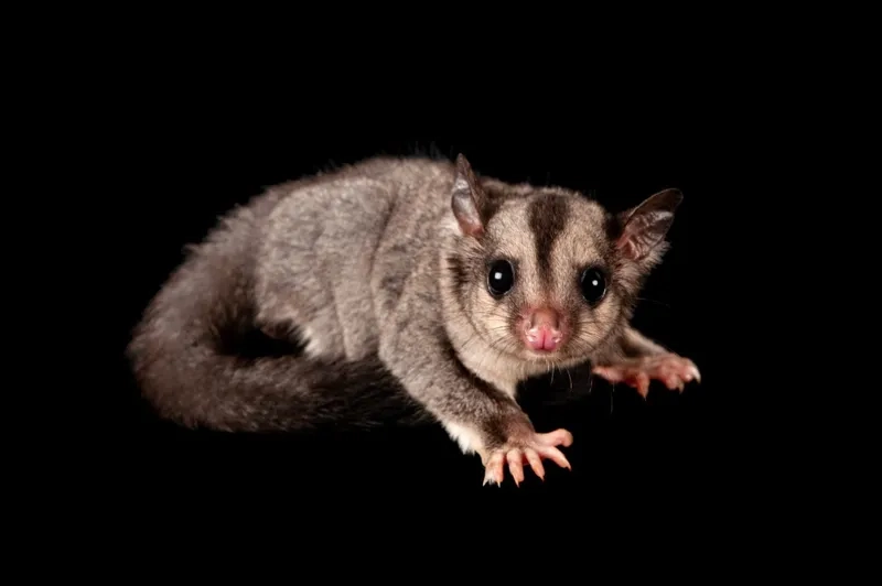 Chữa trị sóc bay úc bị tiêu chảy