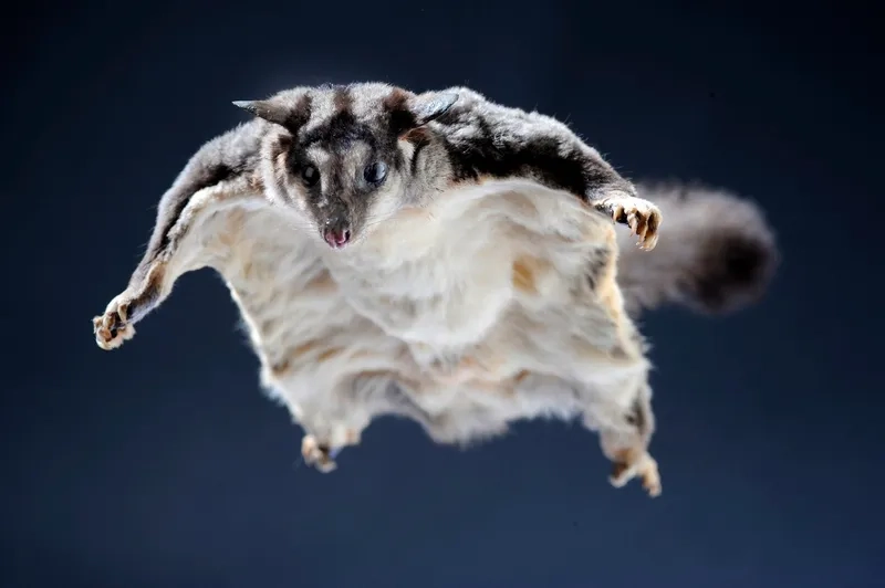 Ngắm nhìn bé sóc bay úc baby nhỏ