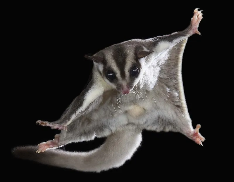 Xem sóc bay hoạt động về đêm lạ