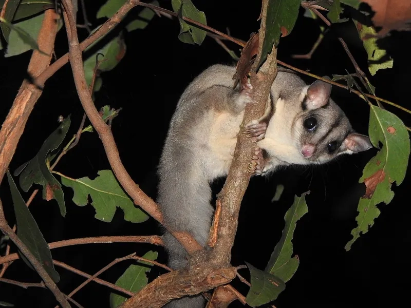 Bé sóc bay úc dễ thương nô đùa