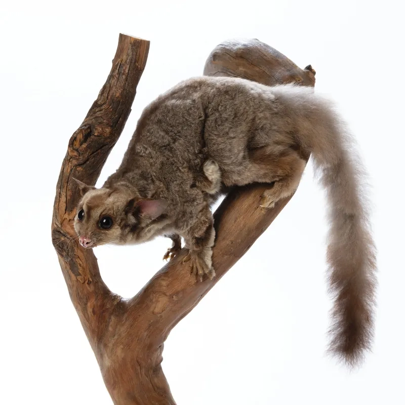 Bí quyết thuần hóa sóc bay nhanh