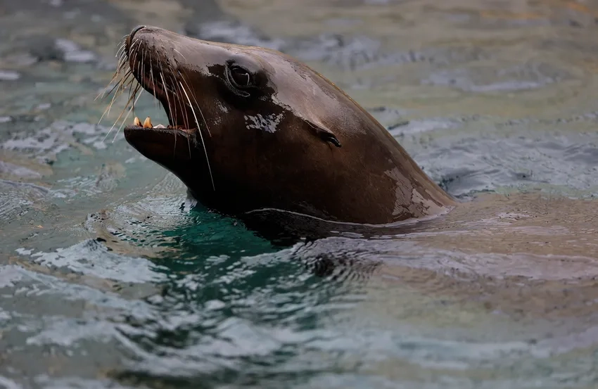 Sư tử biển California phơi nắng đông đúc ven bờ