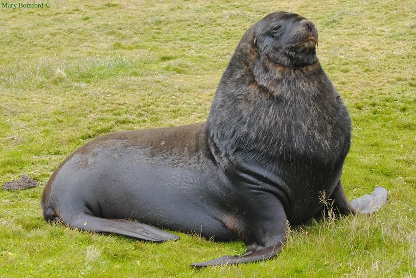 Sư tử biển Galápagos xuất hiện giữa thiên nhiên hoang dã