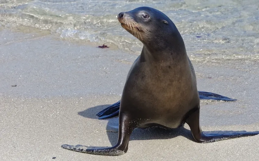 Sư tử biển Steller gây ấn tượng với thân hình khổng lồ