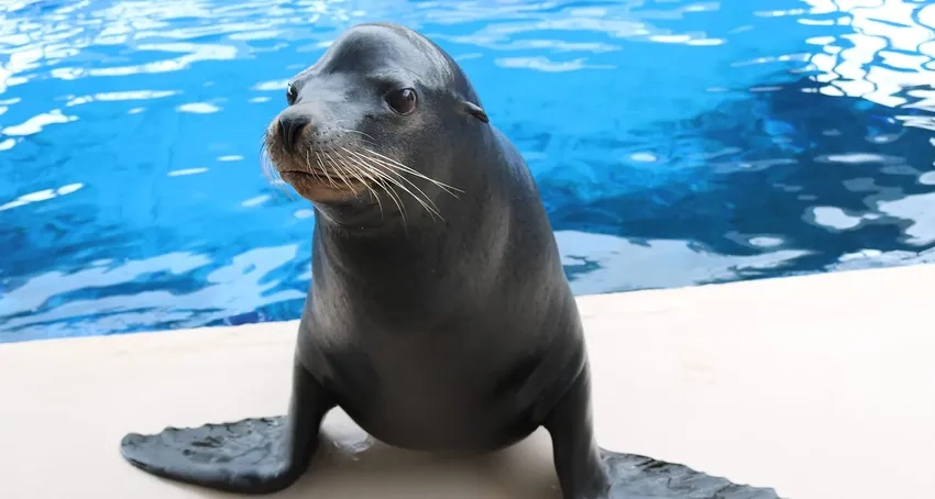 So sánh sư tử biển vs hải cẩu qua góc chụp thực tế