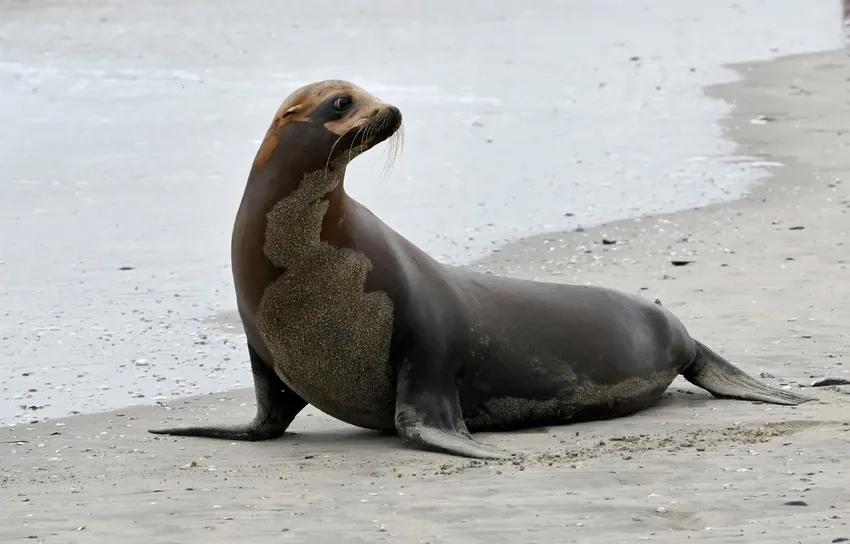 Sea lion conservation status cảnh báo nguy cơ suy giảm