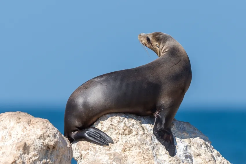 Sea lion videos thu hút người xem trên mạng xã hội