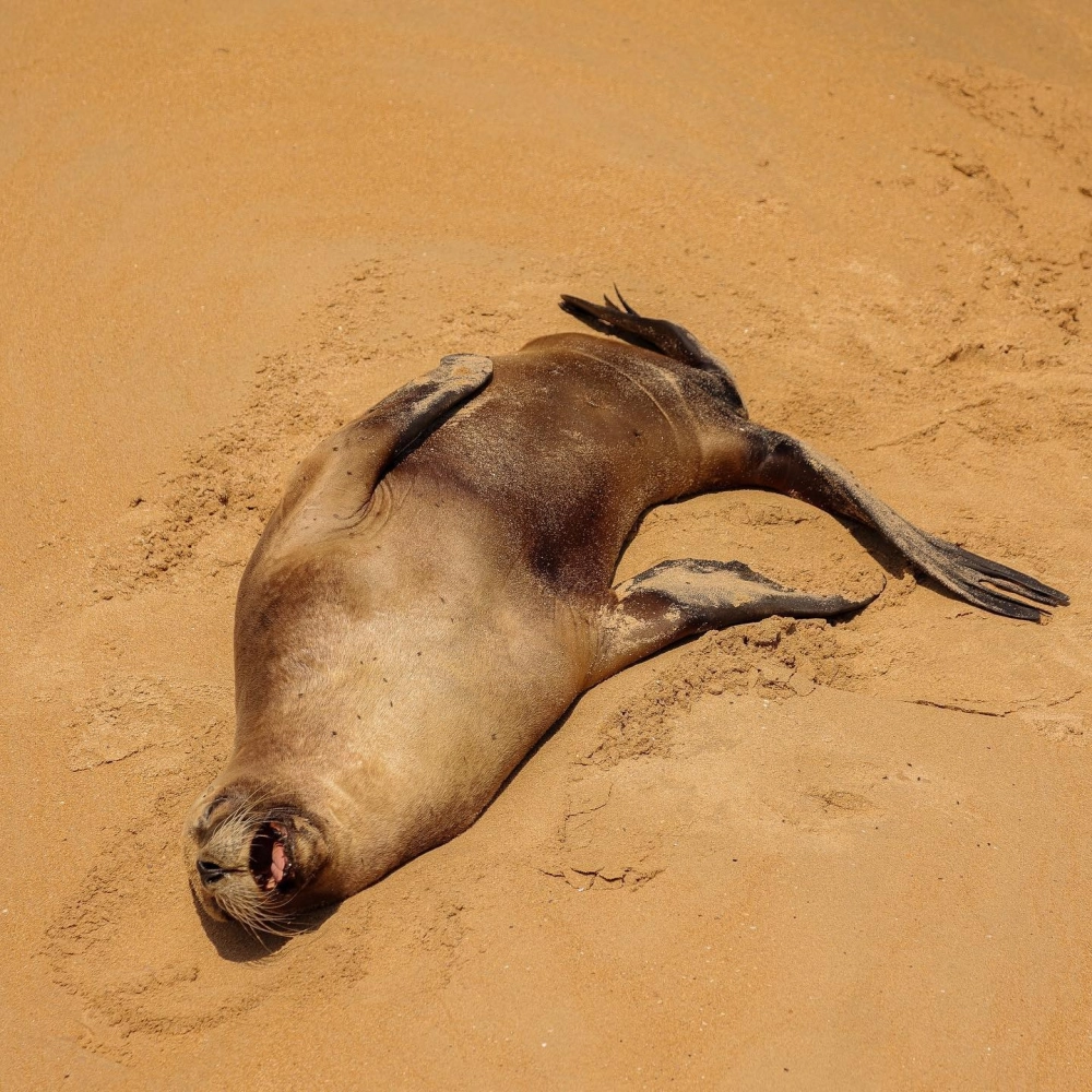 Một chú sư tử biển đang bơi lội dưới làn nước trong xanh
