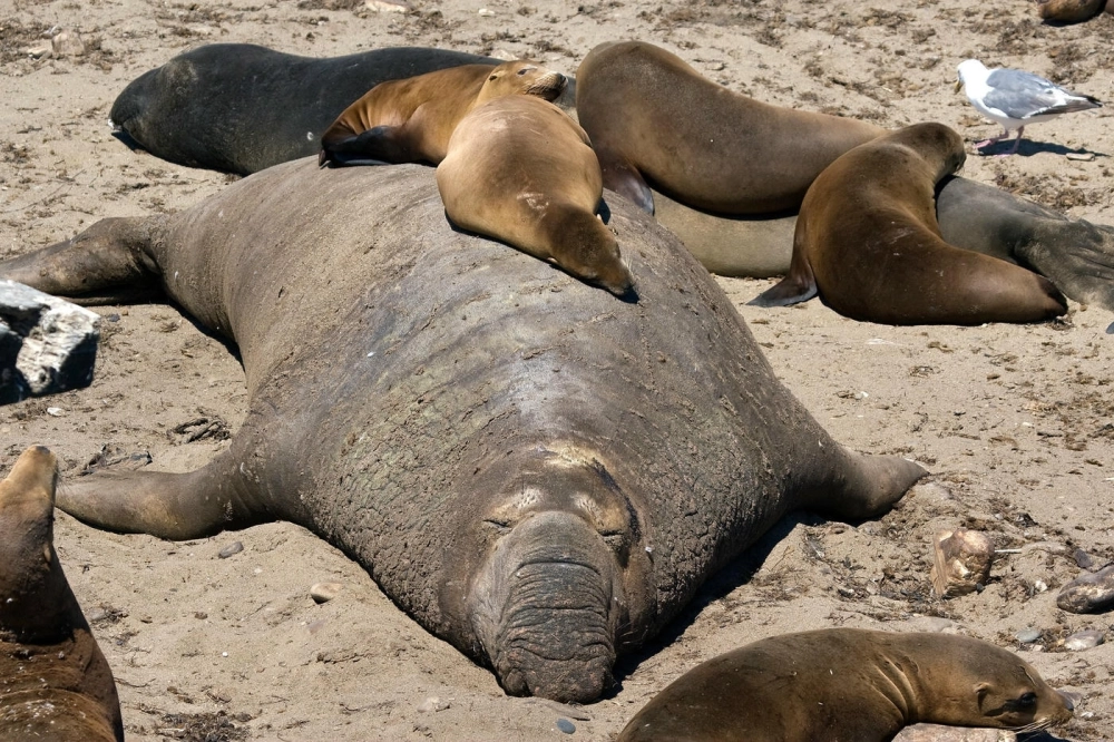 Nhóm sư tử biển chơi đùa cùng nhau dưới nước