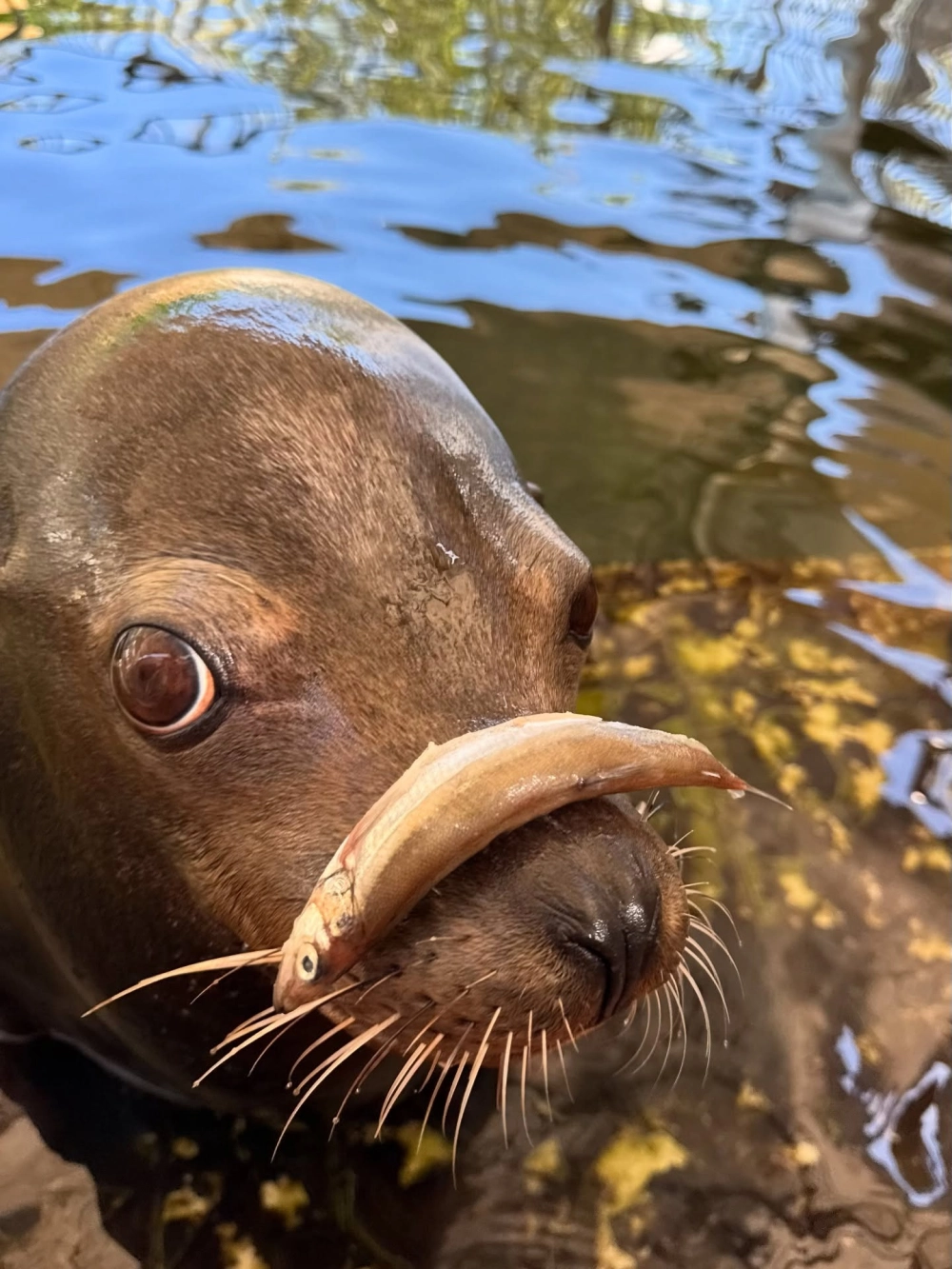 Sư tử biển đùa nghịch với bóng bóng nước