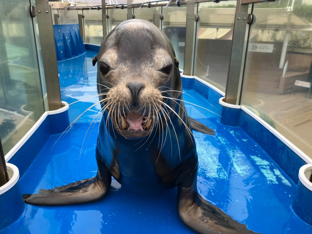 Hình ảnh nghệ thuật đen trắng về loài sư tử biển