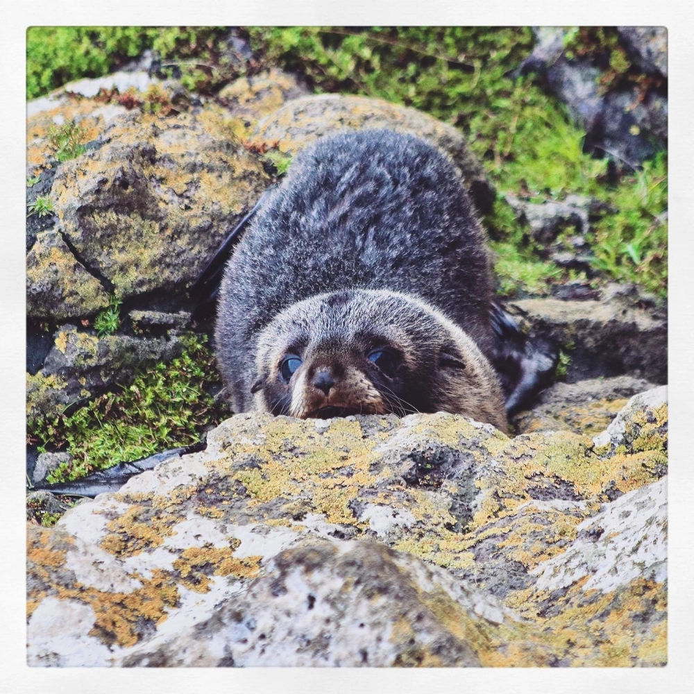 Hình ảnh sư tử biển săn mồi dưới đại dương sâu