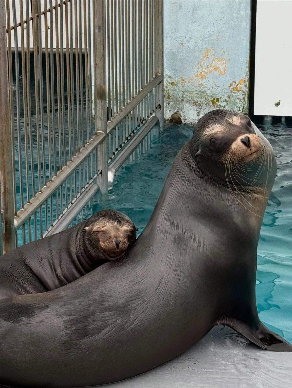 Sự tương tác giữa sư tử biển và các loài cá nhỏ